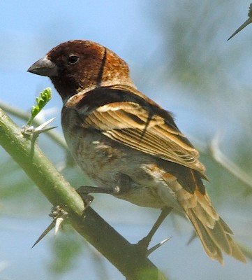 sparrow chestnut