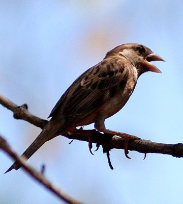 chestnut sparrow