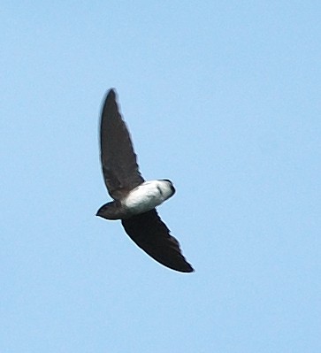 boehm s bat like spinetail boehm s bat like spinetail