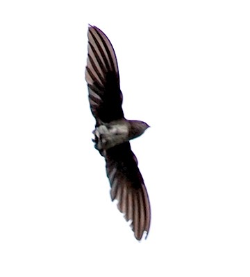 boehm s bat like spinetail boehm s bat like spinetail
