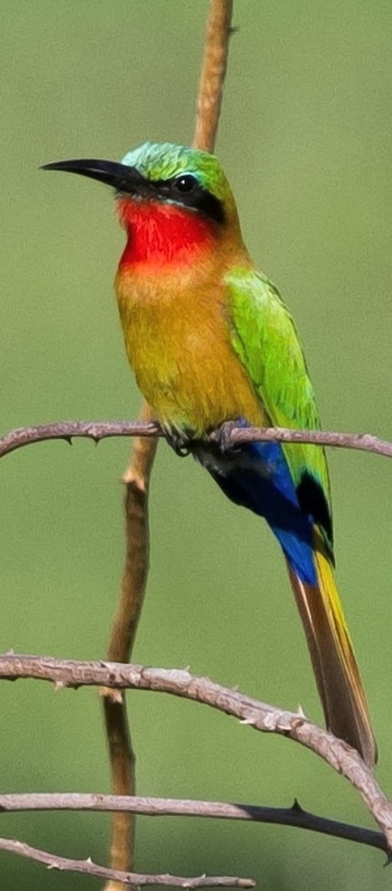 Forstærke Overgivelse Cusco Red-throated Bee-eater