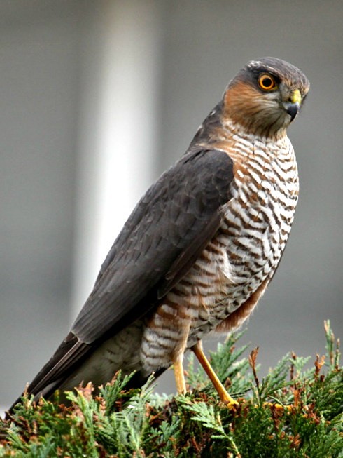 sparrow hawk sparrow hawk