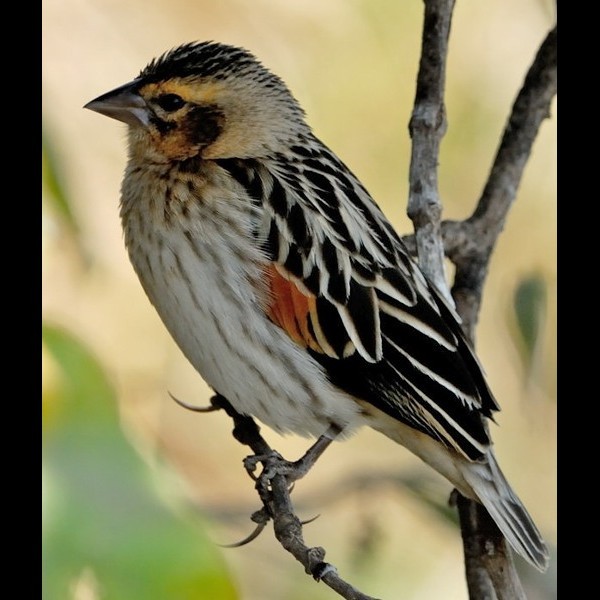 Index of /African_birds/widowbird_fantailed/sshow/data/images