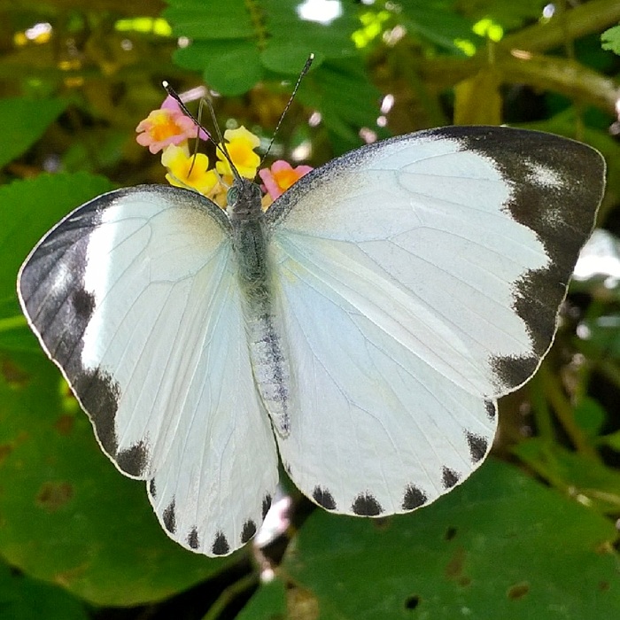 Mylothris Schumanni Uniformis Tengeru Tanzania Butterfly Tanzania Animals