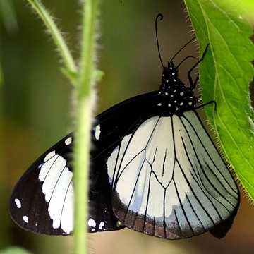 Mocker Swallowtail Papilio Dardanus Tibullus Hondo Hondo Camp Udzungwa Swallowtail Butterfly Moth