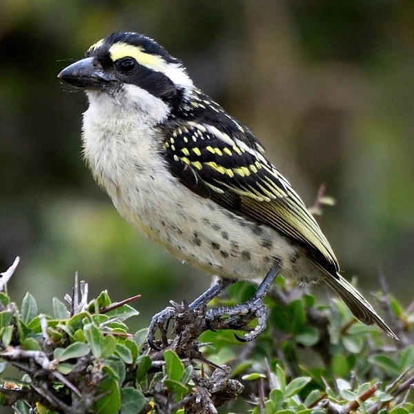 1. Immature  Oldonyo Sambu-Arusha   Per Holmen   1-22