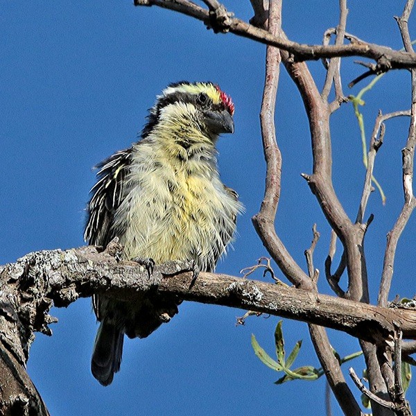 10. Sweetwaters Game Reserve-Kenya  Karine Van der Vurst  1-17