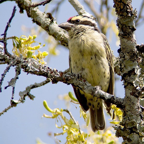 11. Serengeti  Joseph Morlan  7-13