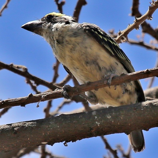 6. Serengeti  Michael Oates  10-15