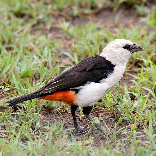 10. Serengeti  Steve Brynes  11-08