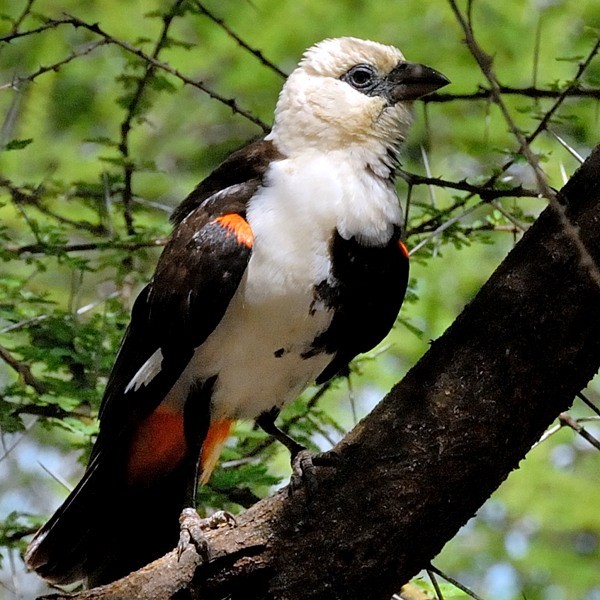 12. Sub-adult  Tarangire  4-14