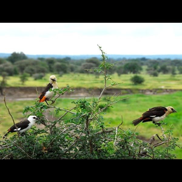 3. Tarangire  2-10