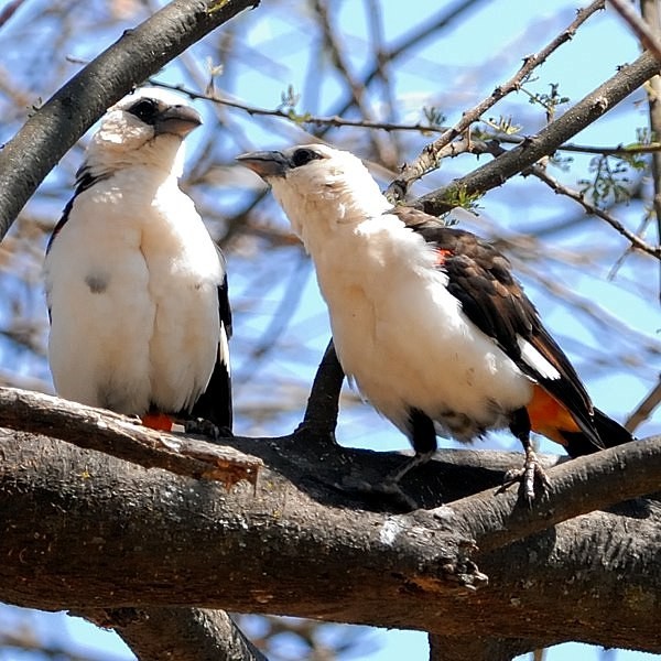7. Tarangire  9-12