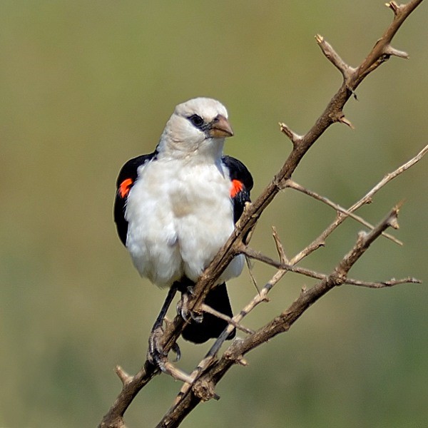 9. Serengeti  Luc Grollie  7-11  9-12
