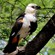 12. Sub-adult  Tarangire  4-14