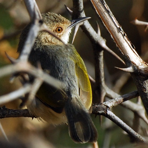 10. Tarangire  11-08