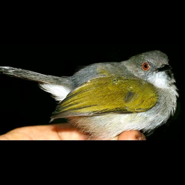 4. Mahale  David Moyer