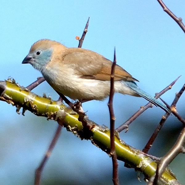 11. Immature female  Engutukoiti  4-14