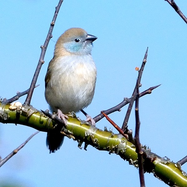 12. Immature female  Engutukoiti  4-14