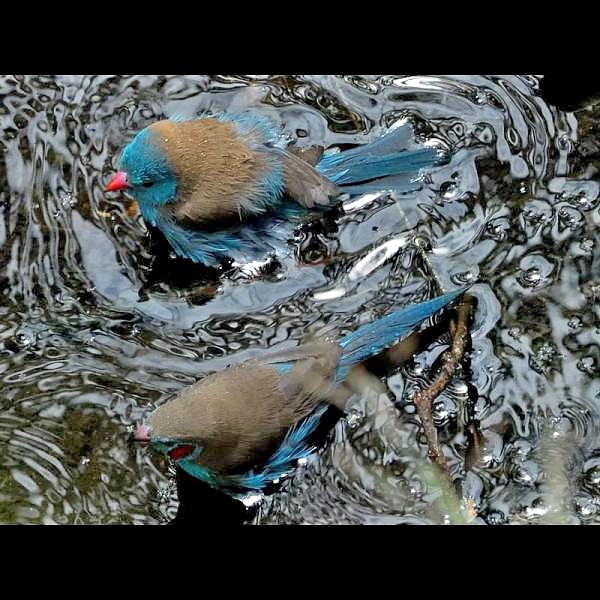 7. With red-cheeked male  Seronera 10-10