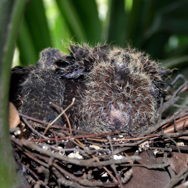 3. 5-day-old nestlings  Anne Outwater  Dar es Salaam  7-14