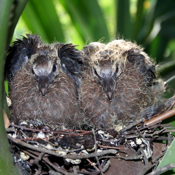 4. 10-day-old nestlings  Anne Outwater  Dar es Salaam  7-14