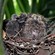 3. 5-day-old nestlings  Anne Outwater  Dar es Salaam  7-14
