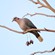 8. Morogoro  10-03