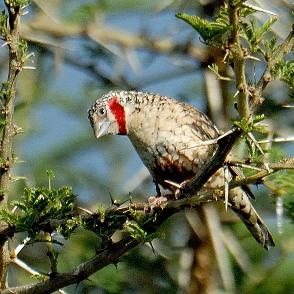 1. Olasiti  6-06