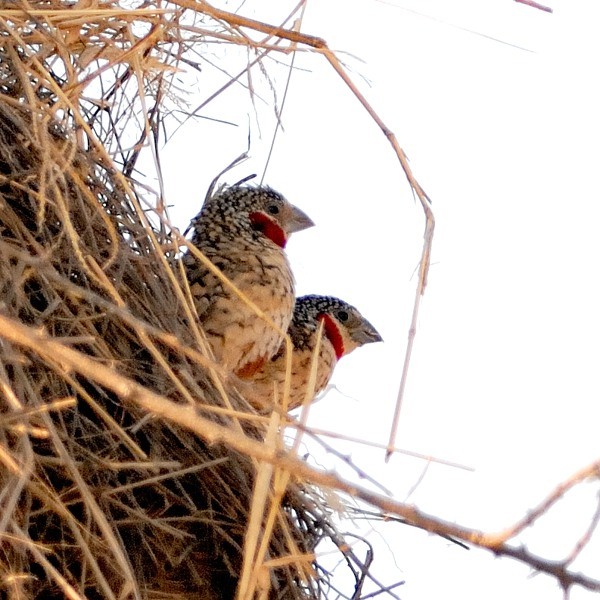 11. on Rufous-tailed Weaver nest   Tarangire  7-12