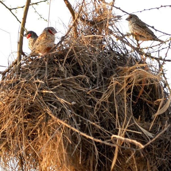 9. on Rufous-tailed Weaver nest   Tarangire  7-12