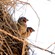 11. on Rufous-tailed Weaver nest   Tarangire  7-12