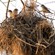 9. on Rufous-tailed Weaver nest   Tarangire  7-12