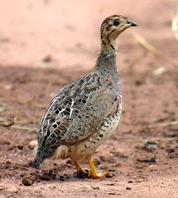 Coqui Francolin