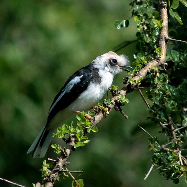 4. Juvenile  Mwiba  3-12