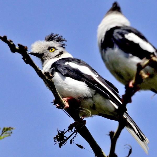 8. Nakuru NP-Kenya  Per Holmen   7-18