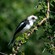 4. Juvenile  Mwiba  3-12