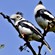 8. Nakuru NP-Kenya  Per Holmen   7-18
