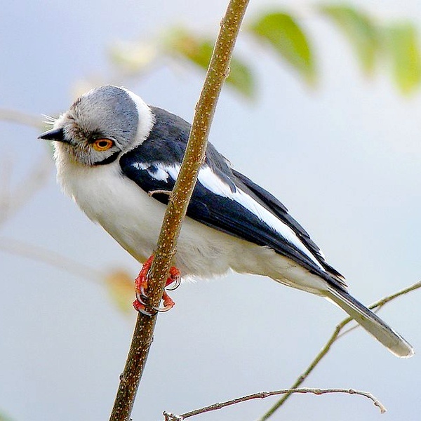 10. Immature  Mkumbara  Valéry Schollaert  9-10