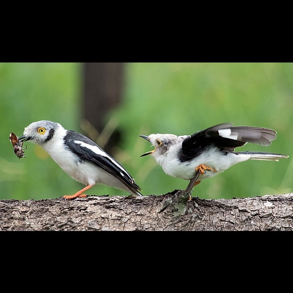 3. Juvenile    Mikumi NP    Tupilike Mwakajumba    2-24