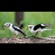 3. Juvenile    Mikumi NP    Tupilike Mwakajumba    2-24