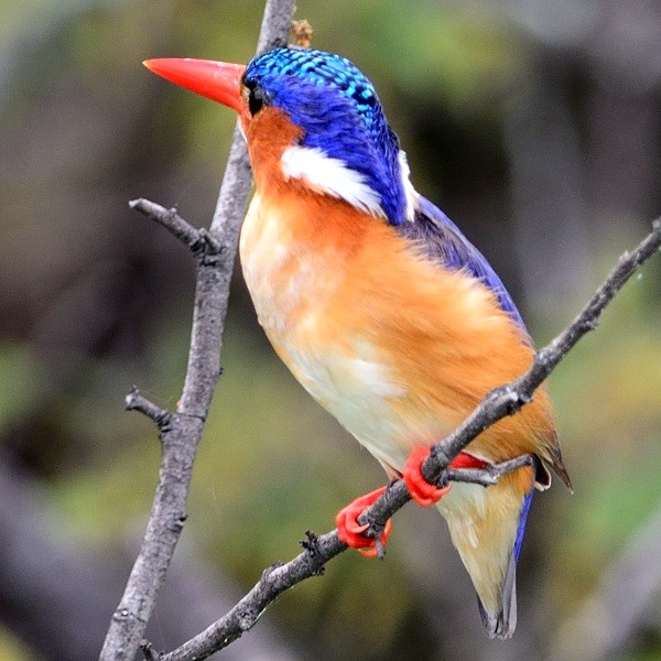 16. Ssp. longirostris  Kafue   NP (Zambia)  4-16
