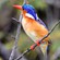 16. Ssp. longirostris  Kafue   NP (Zambia)  4-16