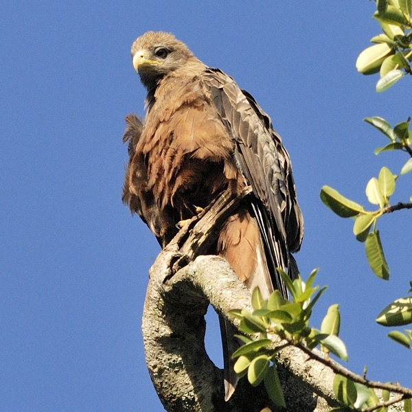 16. Ngorongoro  1-14