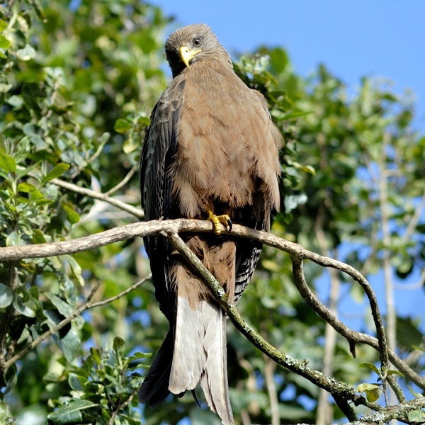 17. Ngorongoro  1-14