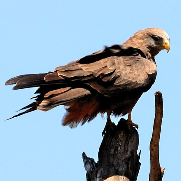 6.   Ngorongoro Crater  9-10