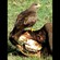 2. Ngorongoro Crater  Roger Zimmerman  1-08