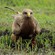 20. Ngorongoro Crater  Karine van der Vurst  2-17