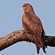 22. _Murchison Falls-Uganda    Karine Van der Vurst    1-23