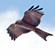 23. _Murchison Falls-Uganda    Karine Van der Vurst    1-23
